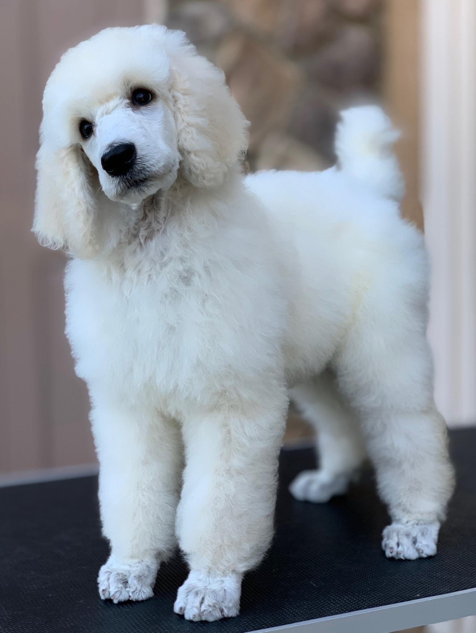 White standard poodle puppies shop for sale near me