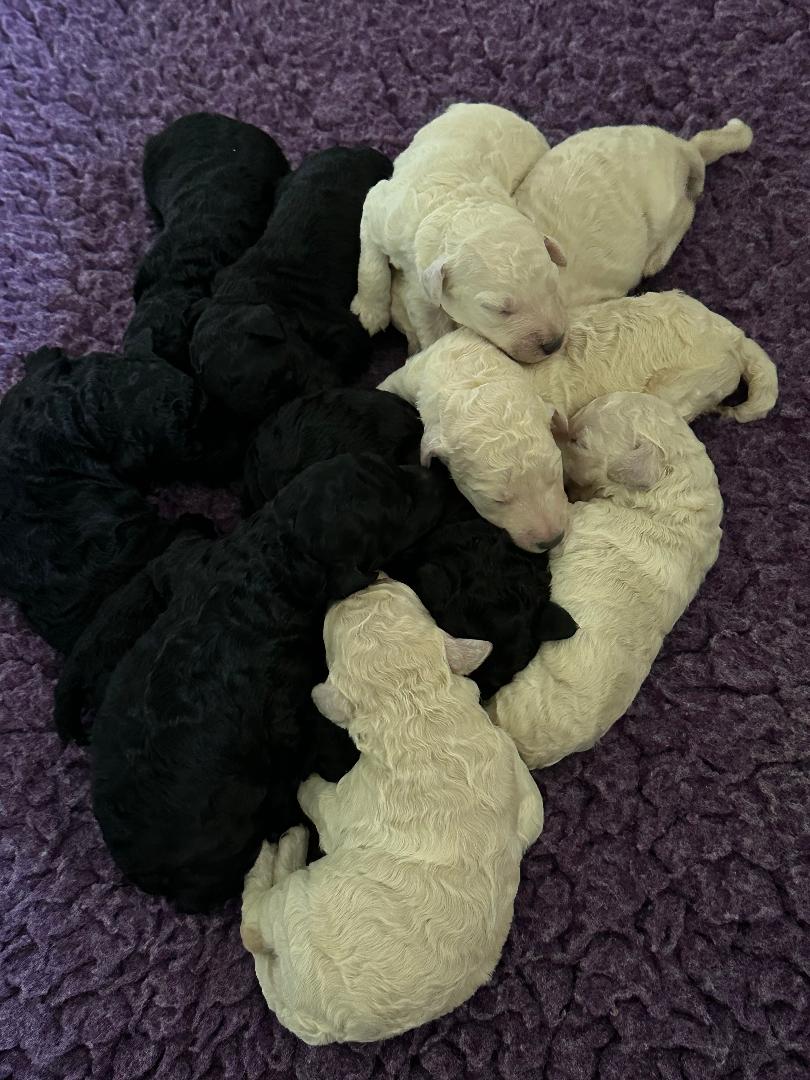 4 Black Females, 3 White Females, 2 Black Males, 2 White Males Image